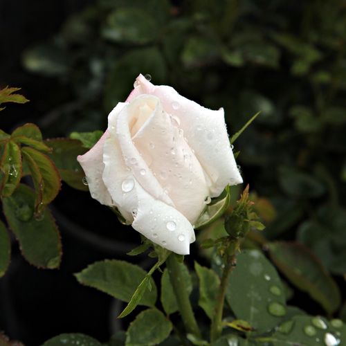 Rosa  Frau Karl Druschki - biały  - Róże pienne - z kwiatami bukietowymi - korona krzaczasta